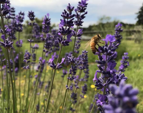 Behind the scenes at Pelindaba Lavender Farm on San Juan Island
