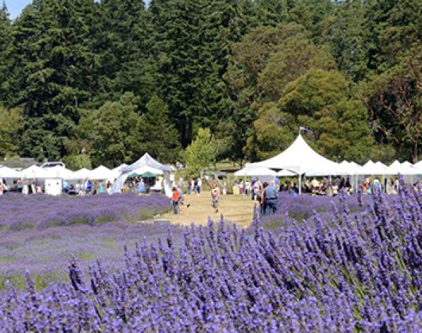 Lavender Festival