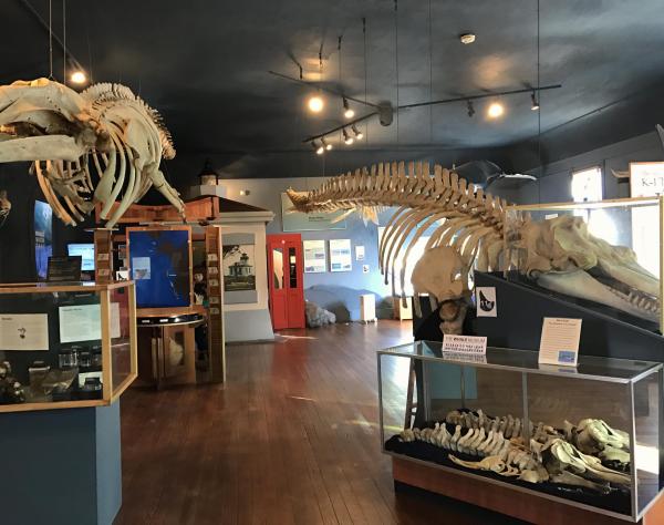 Pod Nods at The Whale Museum in Friday Harbor