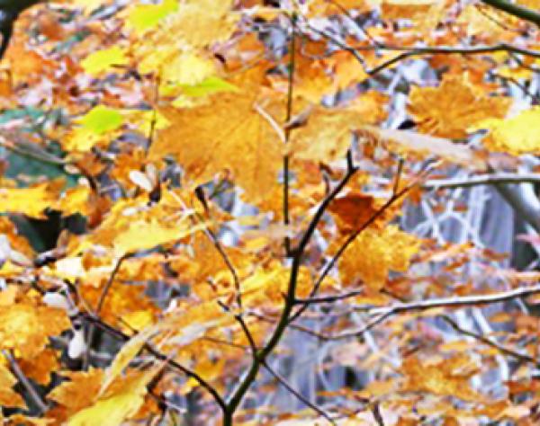 Fall Leaves, San Juan Island, Washington