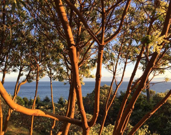 Madrona on San Juan Island, Wa