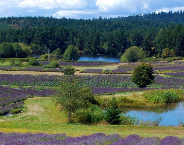 Pelindaba Lavender Farm on San Juan Island