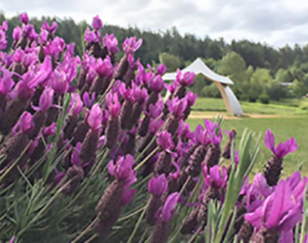 San Juan Island's Lavender Farm Pelindaba Lavender Farm, San Juan Island, Washington