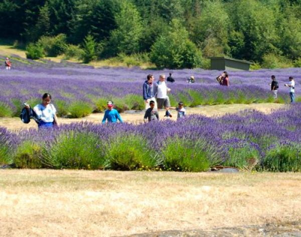 Pelindaba Lavender Farms on San Juan Island