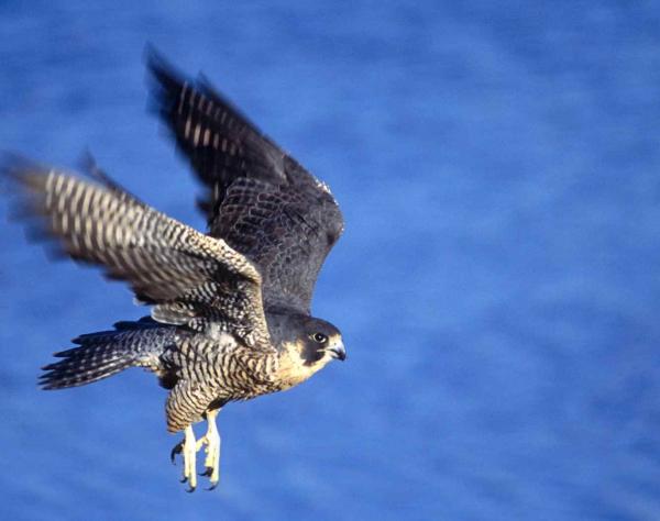Peregrines in the San Juan Islands