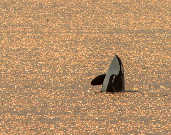 Chris Teren - Golden Orca San Juan Island