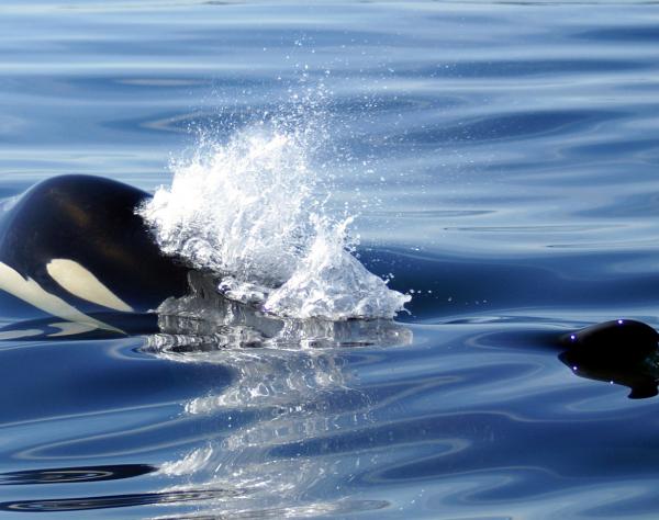 Southern Resident Killer Whales