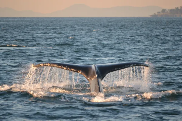Humpback near San Juan Island - photo by San Juan Safaris