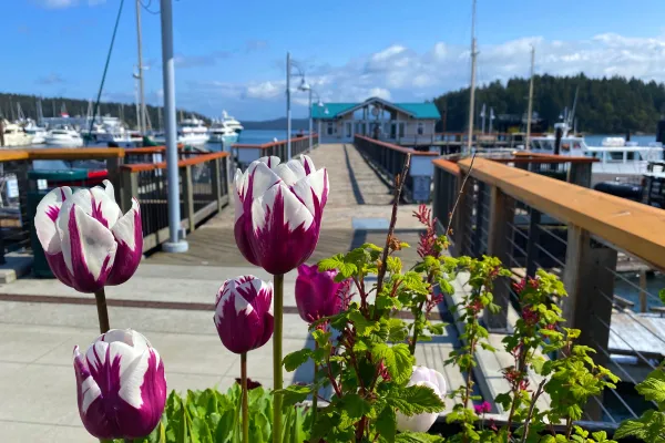 Friday Harbor, Washington