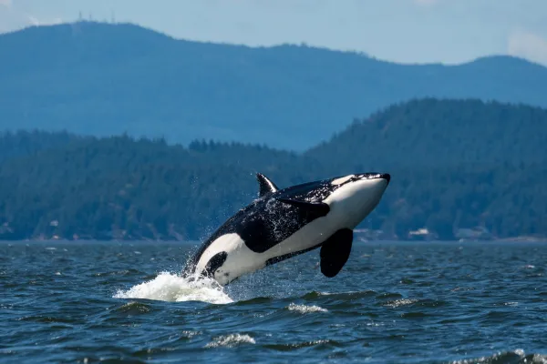 Orca Breaching, Whale Watching on San Juan Island, Washington