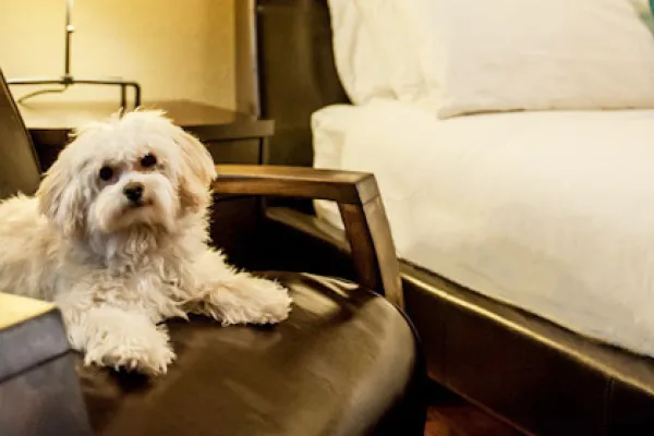 Little white dog on chair next to bed at Earthbox Inn & Spa