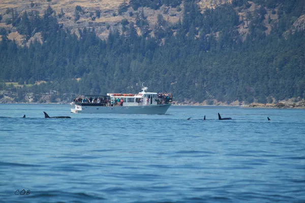 Whale Watching on San Juan Island, courtesy of San Juan Safaris