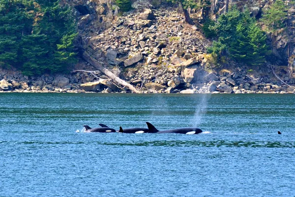 Orca Whale Watching from Land on San Juan Island, Washington