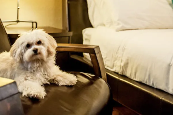 Pets are welcome at the Earthbox Inn & Spa in Friday Harbor, San Juan Island, Washington
