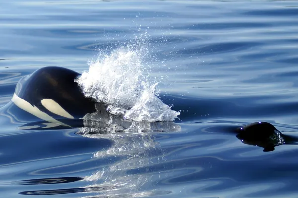 Southern Resident Killer Whales