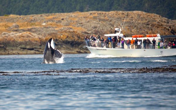 San Juan Safaris - Sea Lion