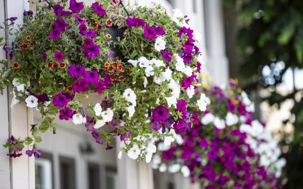 Hanging Baskets at Earthbox Inn & Spa on San Juan Island