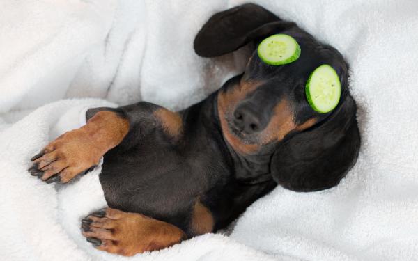 Doggie getting pampered