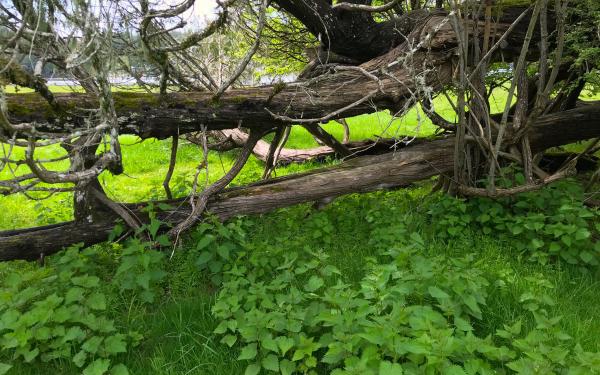 Stinging Nettles at English Camp on San Juan Island