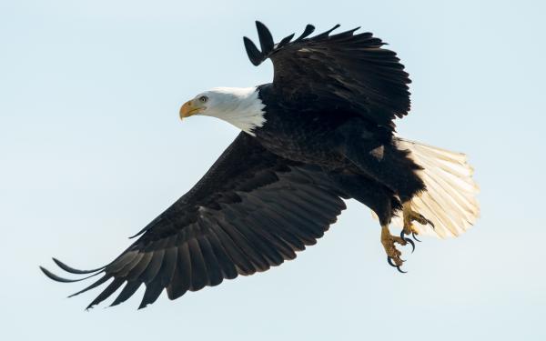Bald Eagle over San Juan Island, Washington, courtesy of Maya's Legacy Whale Watching
