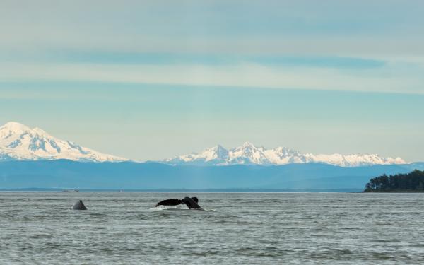 Humpback Fluke with Mt Baker in background near San Juan Island, courtesy of Maya's Legacy Whale Watching