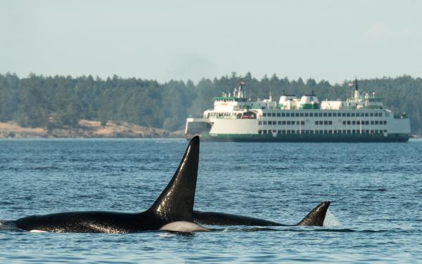 Orca with Washington State Ferry in Background near San Juan Island, courtesy of Maya's Legacy Whale Watching