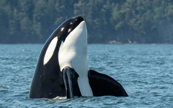 Orca Spy Hopping near San Juan Island, Washington, courtesy of Maya's Legacy Whale Watching