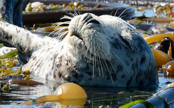 Harbor Seal playing with Bull Kelp near San Juan Island, courtesy of Maya's Legacy Whale Watching