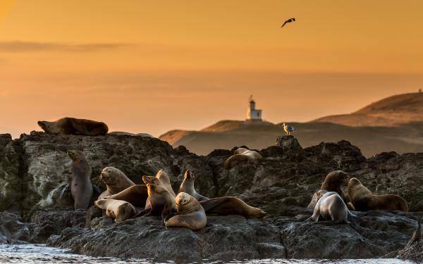 Sea Lions at sunset by Cattle Point Lighthouse on San Juan Island, courtesy of Maya's Legacy Whale Watching