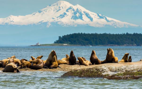 Stellar Sea Lions with Mt Baker in background, courtesy of Maya's Legacy Whale Watching