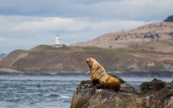 Sea Lion by San Juan Island's Cattlepoint Lighthouse, photo by Ivan Reiff