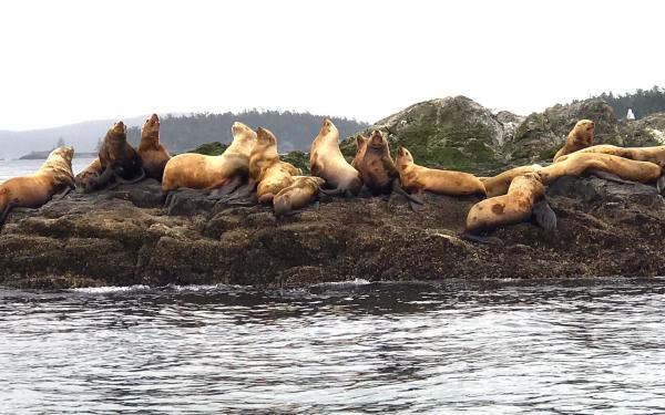Steller Sea Lions on San Juan Island