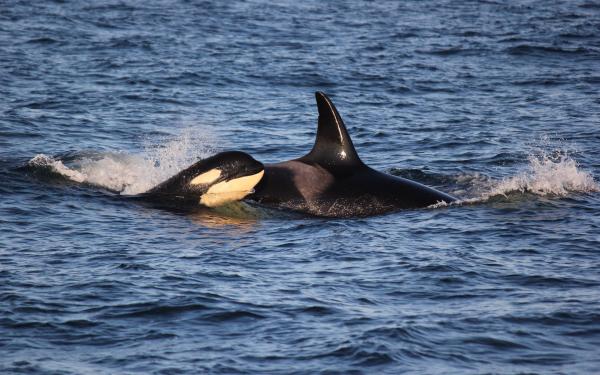 Orca with Baby near San Juan Island - photo by Emily Schaller with San Juan Safaris