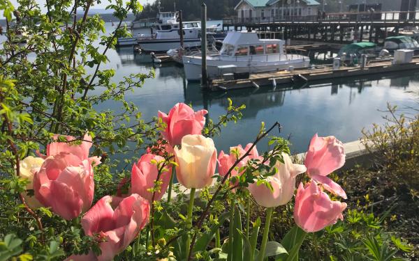 Spring in the cute coastal town of Friday Harbor, Washington