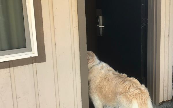 Dog Friendly Room at the Earthbox Inn & Spa on San Juan Island