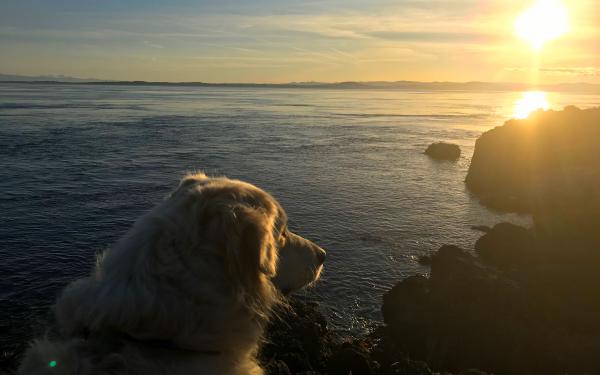 Puppy Paradise San Juan Island