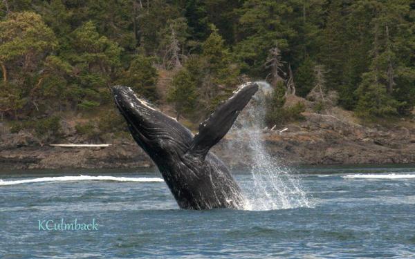 Humpback near San Juan Island - Photo by San Juan Safaris