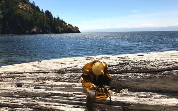 Bull Kelp on San Juan Island