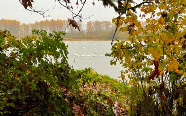 Trumpeter Swans