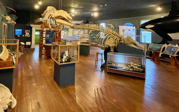 Friday Harbor Whale Museum