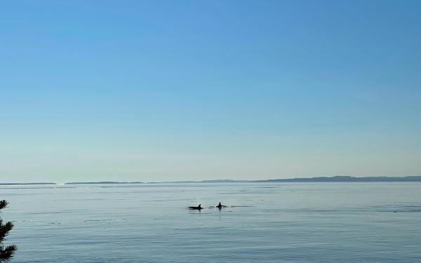 San Juan Island, Washington