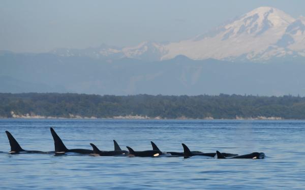 San Juan Safaris, Friday Harbor, WA
