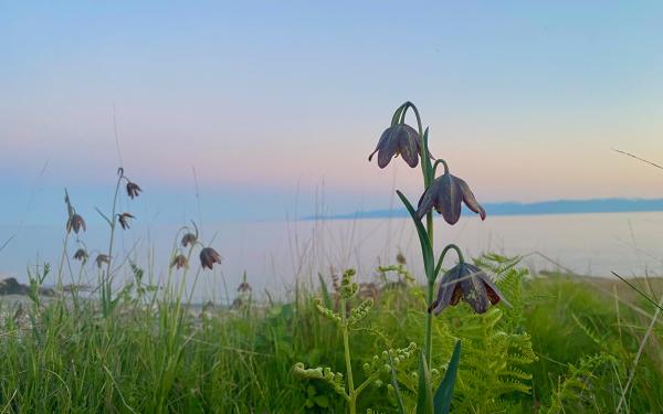 San Juan Island, Washington