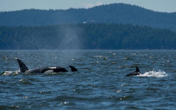 San Juan Island, Washington