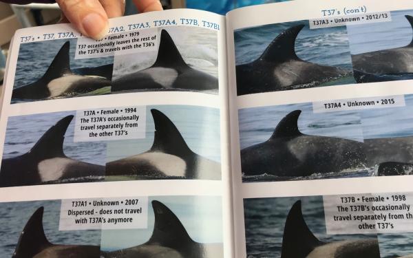 Killer Whales, San Juan Island, Washington