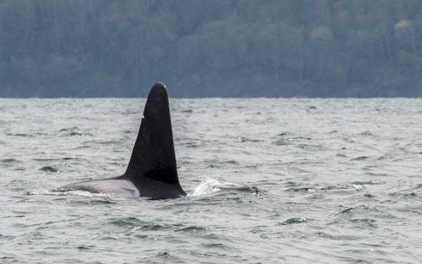 Maya's Legacy Whale Watching, San Juan Island, Washington