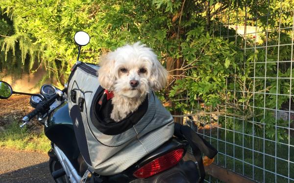 Louis the Earthbox dog on a motorcycle