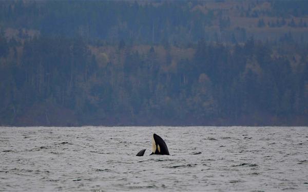 Orca Spyhop near San Juan Island, Washington, courtesy of Maya's Legacy Whale Watching