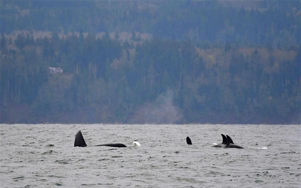 Orcas near San Juan Island, Washington, courtesy of Maya's Legacy Whale Watching
