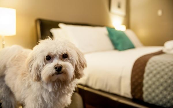 Dog Friendly Rooms at Earthbox